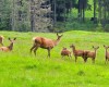 Stádo jelenů se pasou na zelené louce u lesa.